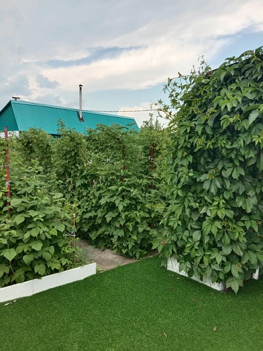 Продам дачу 1дачная общество Борки