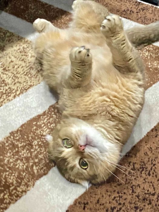 шиншилла серебро девочка вислоушка