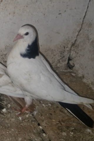 Черношеики пара готовая