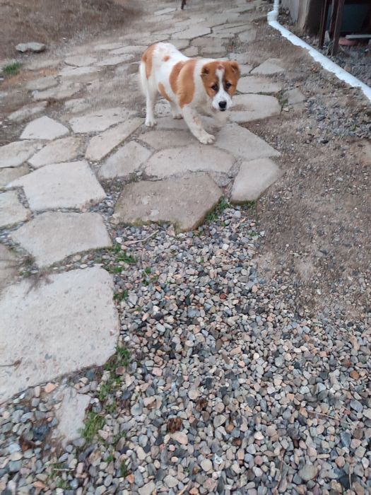 Щенок алабая в продаже