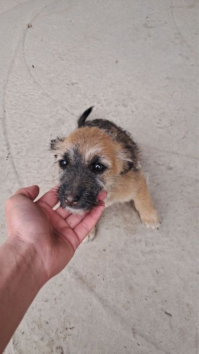 Щенки ищут семьи!