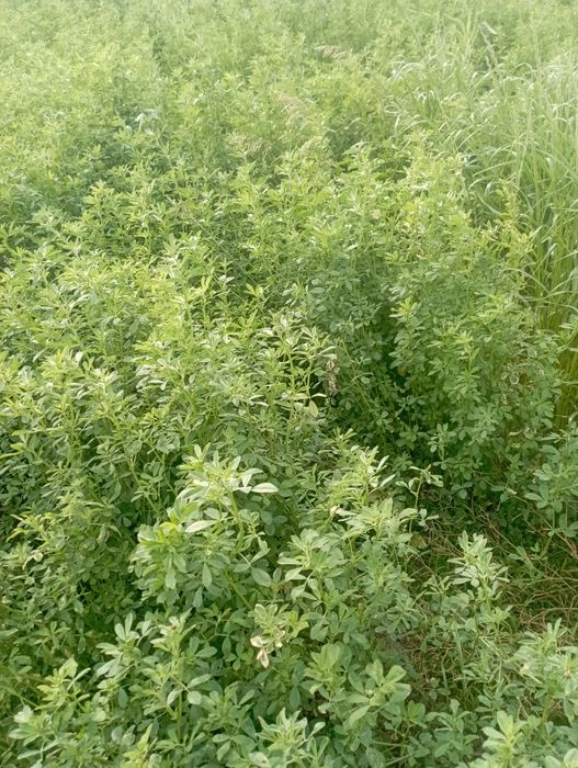 Порно ананың қайтыс болуы