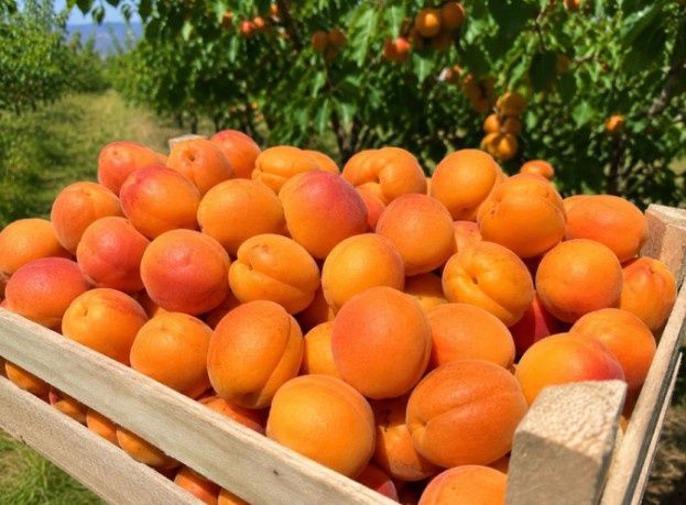 Caise coapte pentru țuică – preț bun.