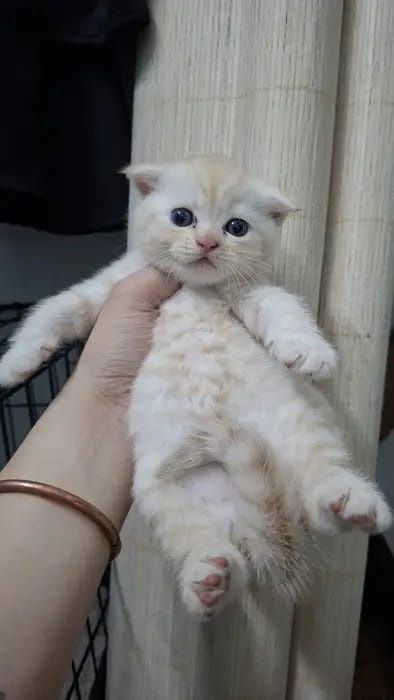 Продам котёнка британец
