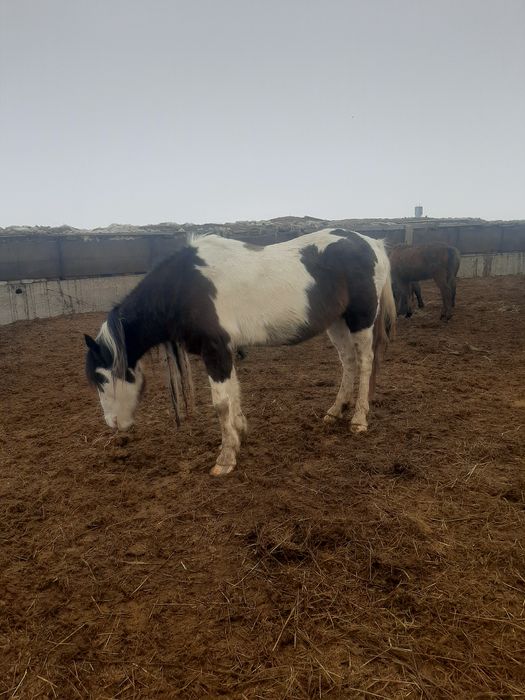 Продаётся жеребец!