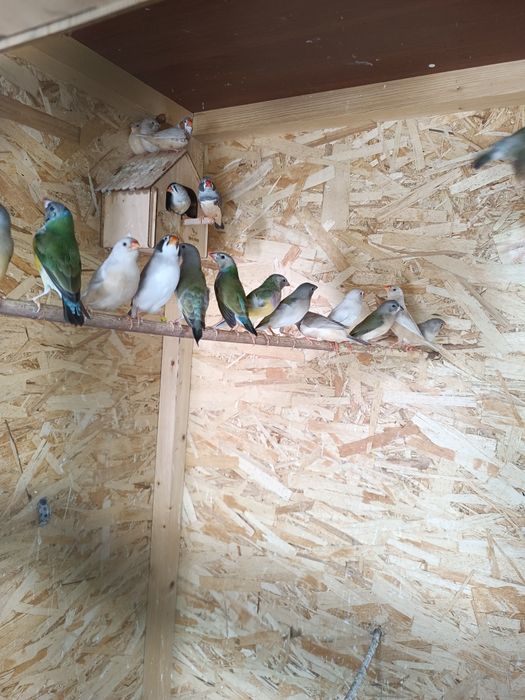 Продам Амадины читайте в описании.