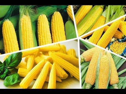 Shirin Makka joʻxori