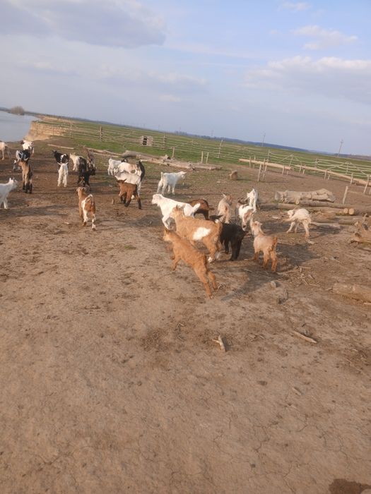 Vând iezi pentru taiat