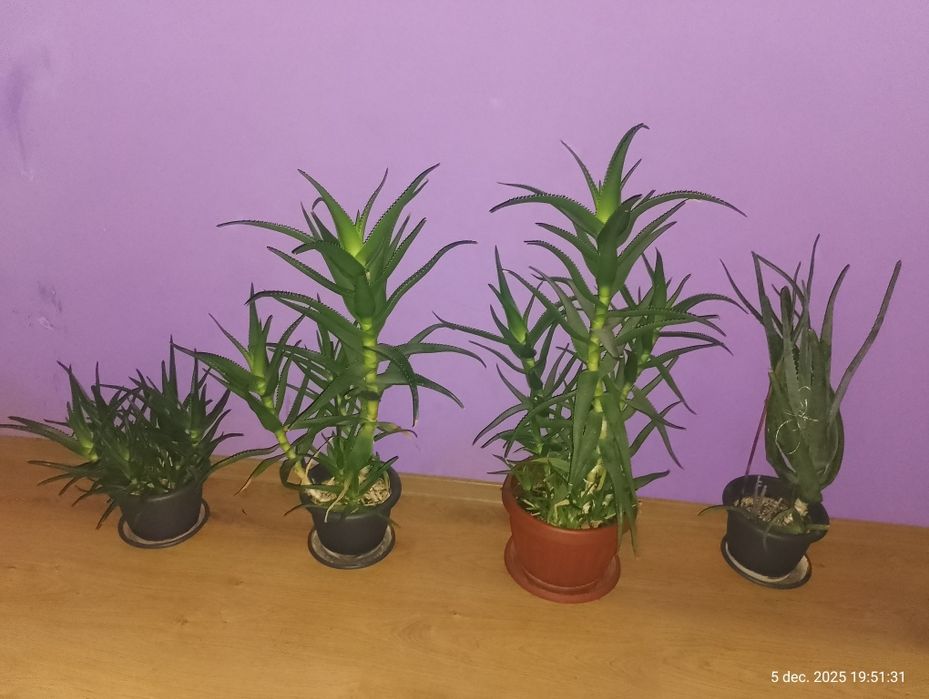 Aloe Vera 4 bucăți.