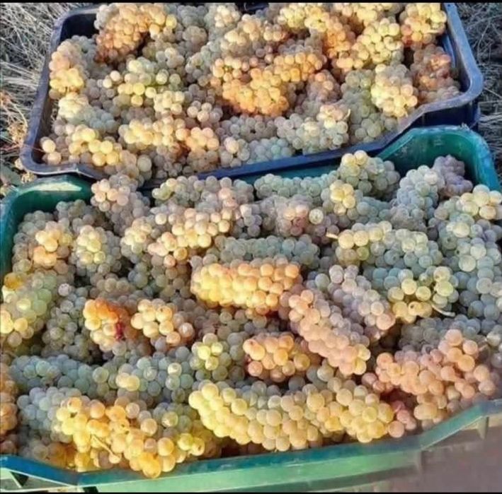 Struguri pentru vin