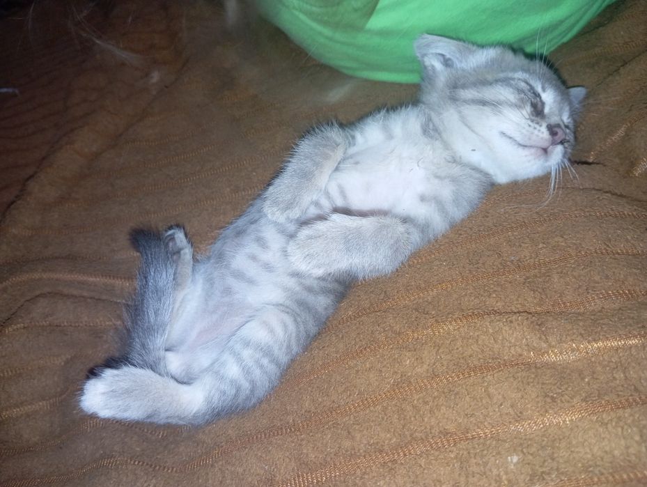Отдам мальчики котята