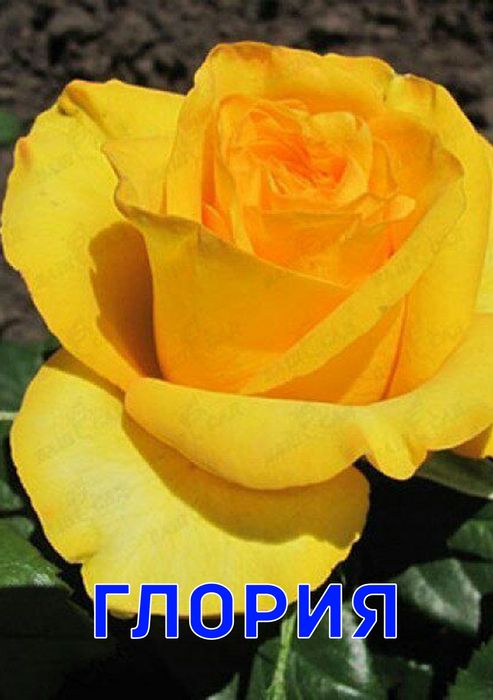 Розы всех сортов саженцы Оптом