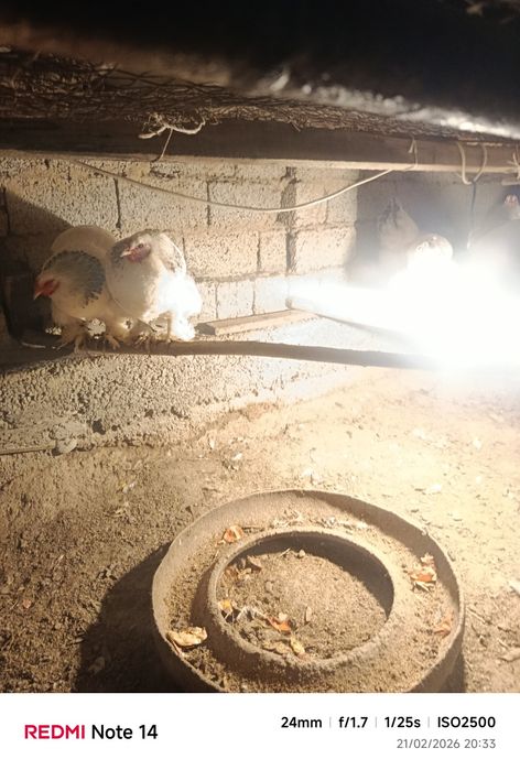 Brama joʻjalar sotiladi