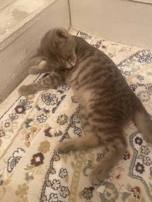 Отдам котенка (девочка)