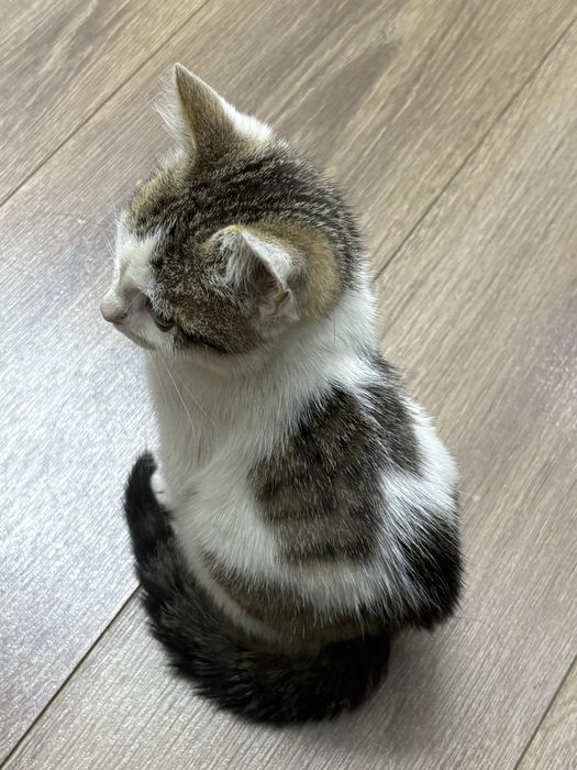 Котенок мальчик (4-5 мес)