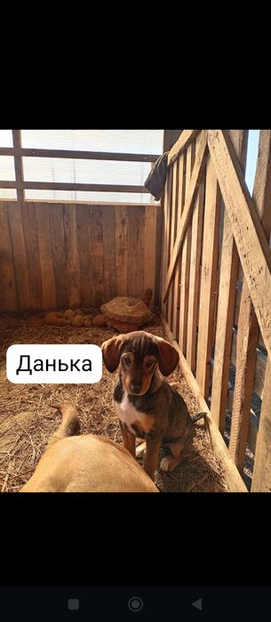 Отдам щенков в добрые руки