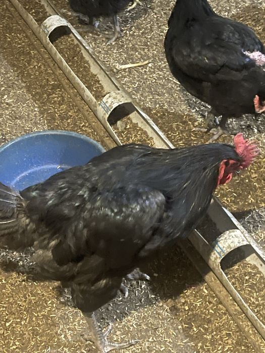 Джерсийский гигант