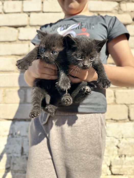 Отдам в самые добрые руки котят