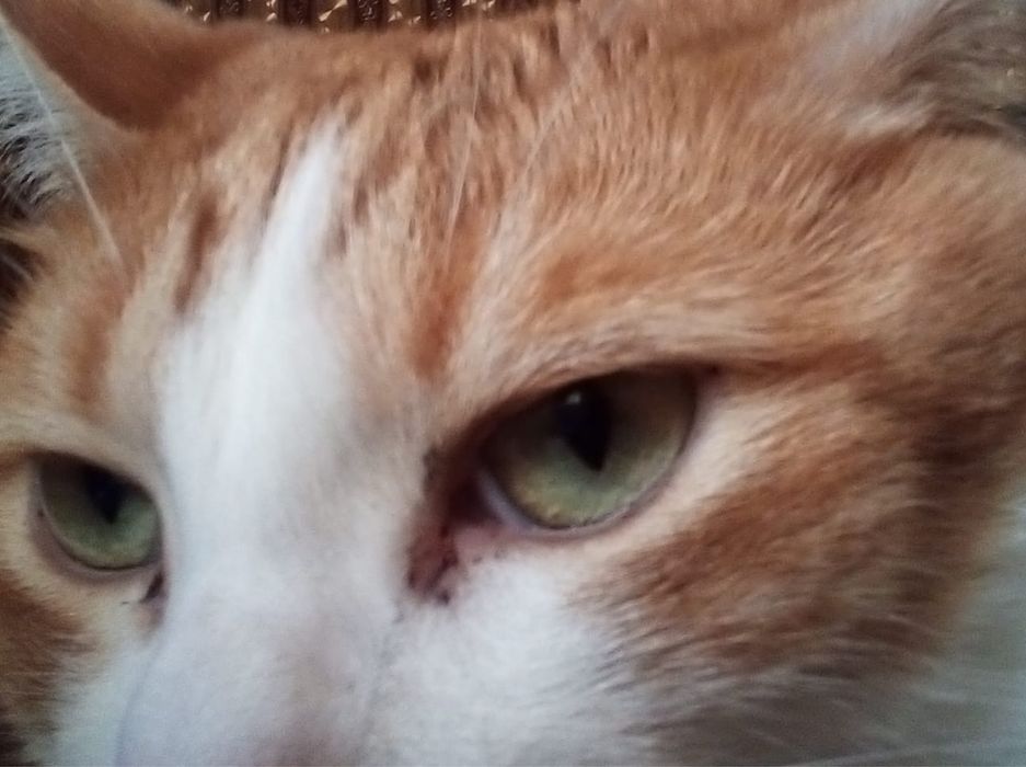 Ласковый домашний кот в добрые руки!