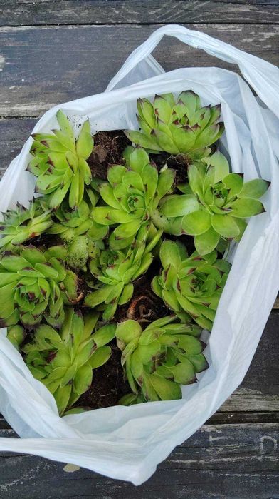 Сукуленти / Алпийска роза / Дебелец