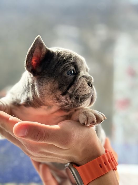 Bulldog Francez pui, femelǎ. Blue and tan merle