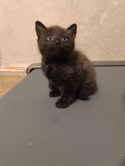 Отдам кошечек в добрые руки