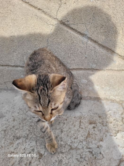Отдам котенка в добрые руки .