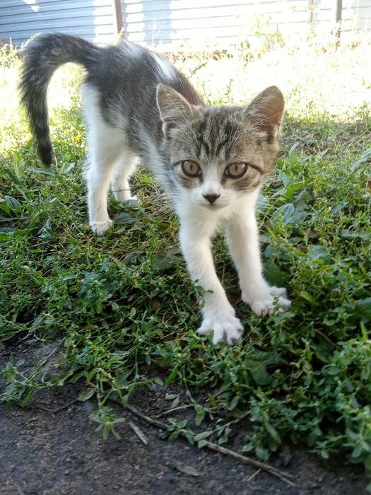 Котенок мальчик бесплатно