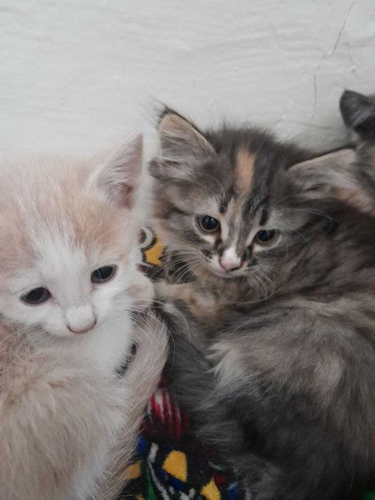 Mushuklar yaxshi oilalara bariladi. Oqilli pishikla