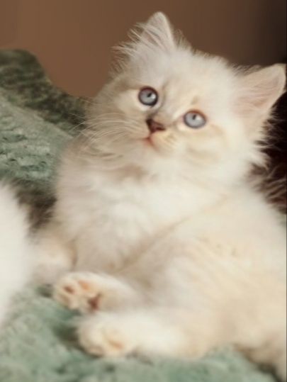 Котята Бесплатно