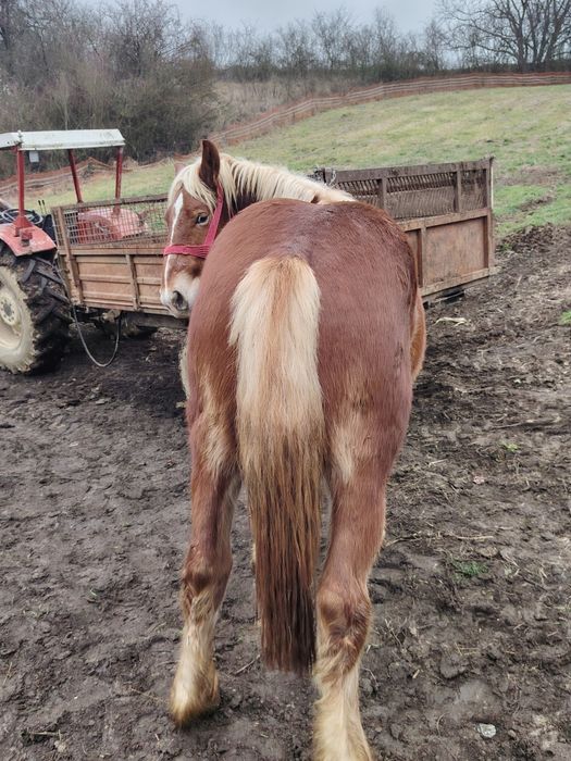 Mânz castrat de vânzare