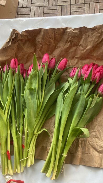Свежие тюльпаны по 300