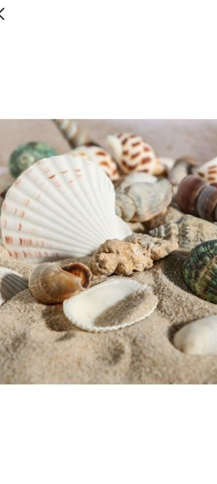 Набор ракушек 100 г, микс