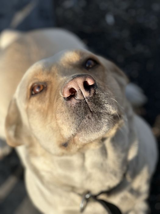 Щенки лабрадора