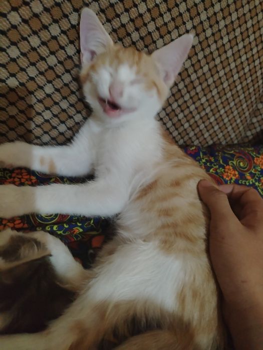 Котята  в добрые руки