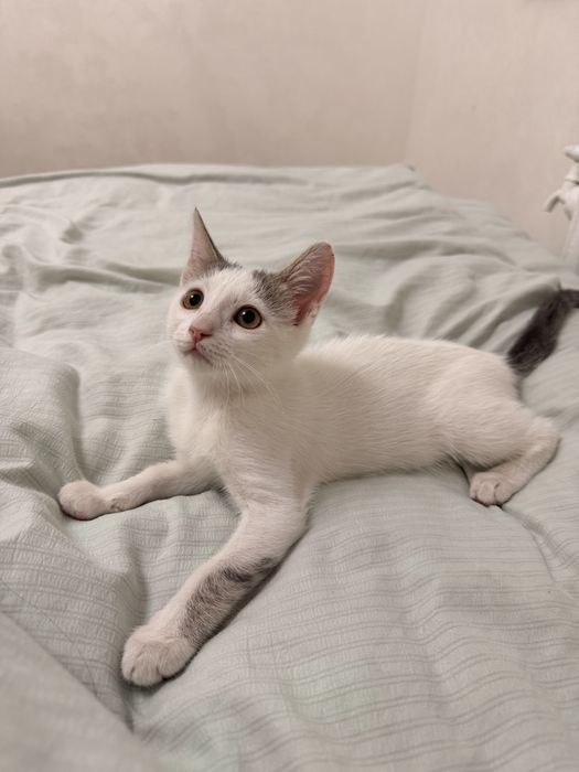 Котенок в добрые руки