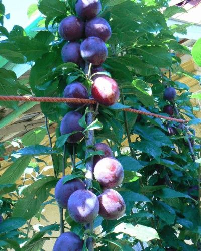 Pomi Fructiferi Columnari PRUN