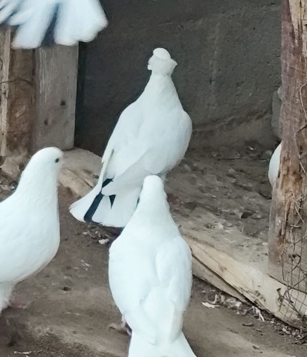 Срочно продам голубей. Кептер сатам.