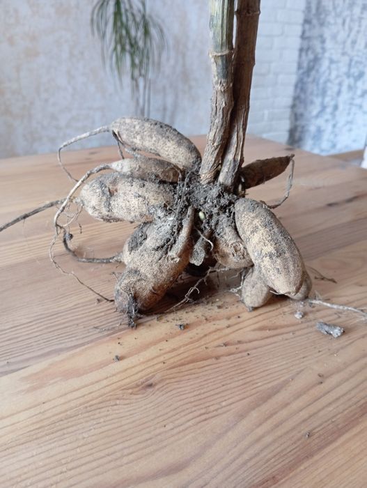 Георгины цветы в сад