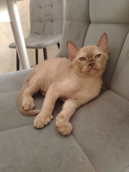 Мальчик породы Европейская Бурма