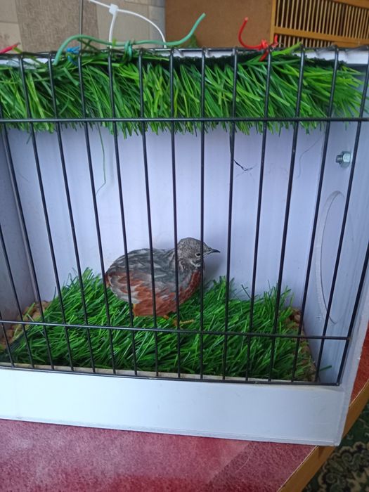 Расписной перепел.