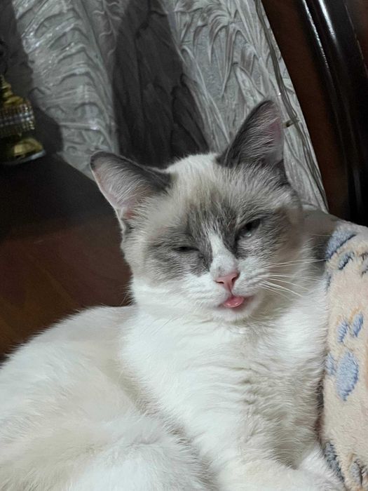 Котёнок Бусинка, 11 месяцев.