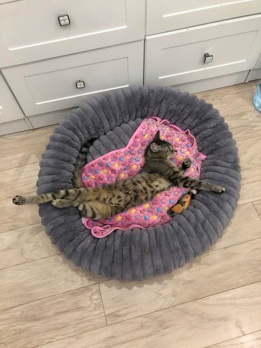 Ищет дом кошка Джулия