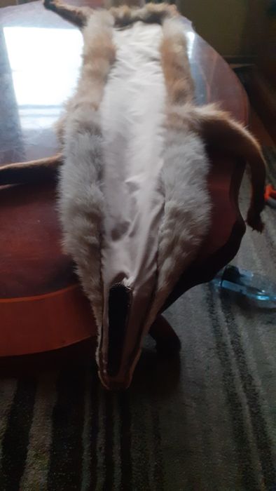 Vând blănuri de vulpi roșcate