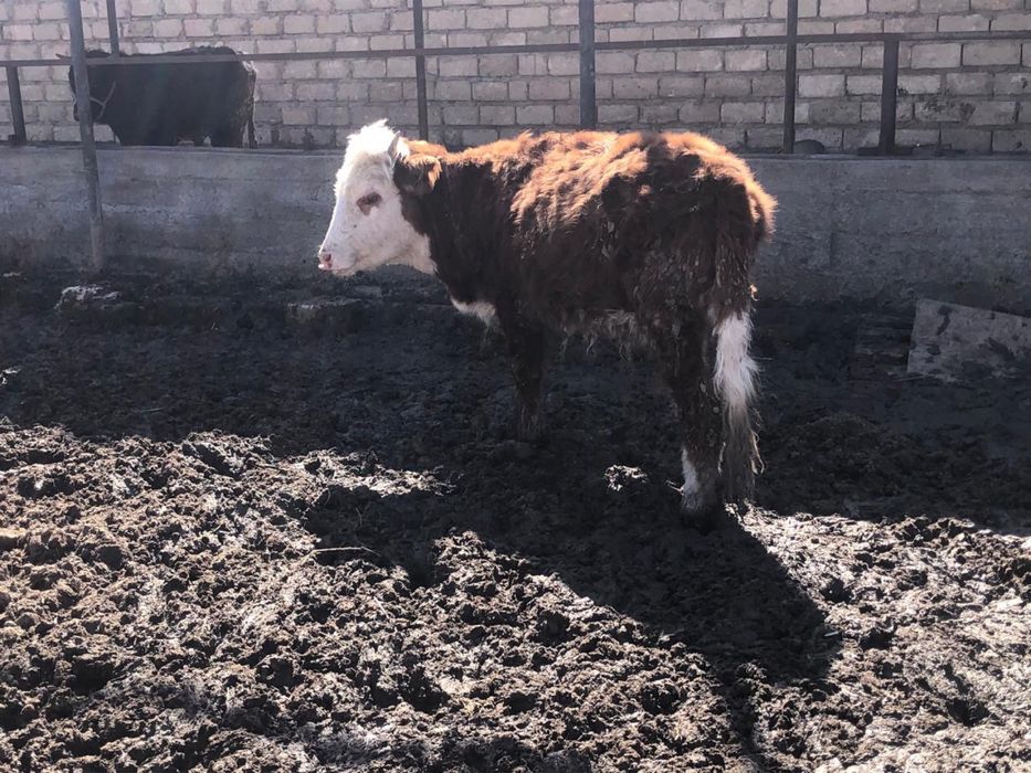 Ургашы баспактар сатылады