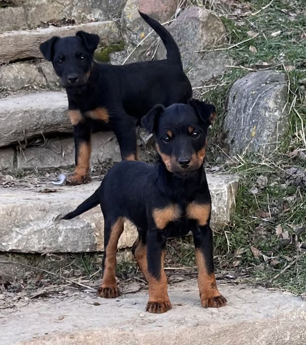 Ягдтериер кученца