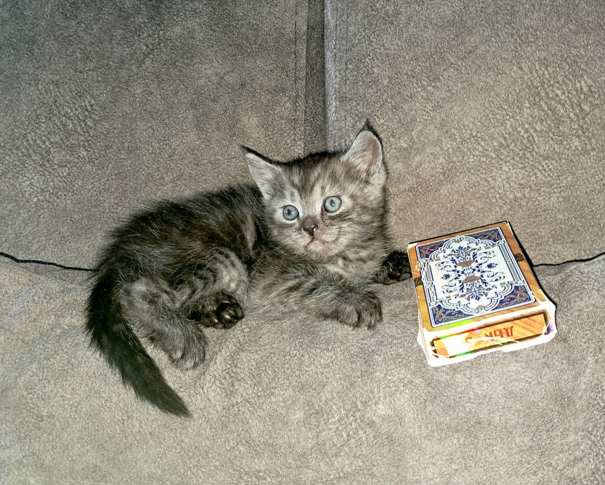 Шотландский прямоухий мальчик