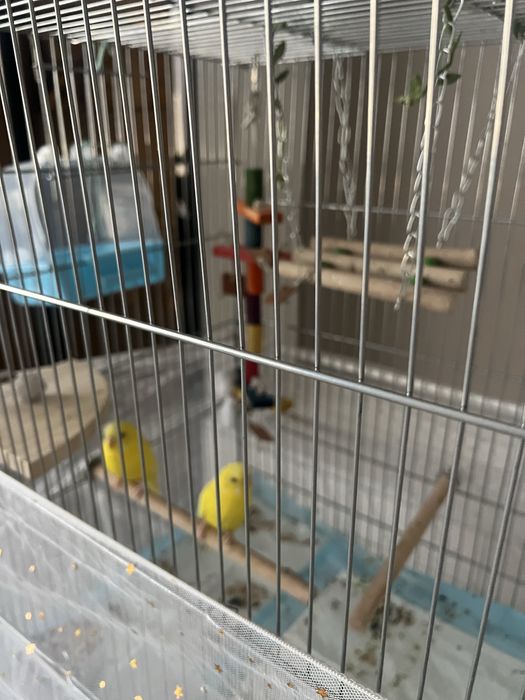 Продам волнистый попугай срочно