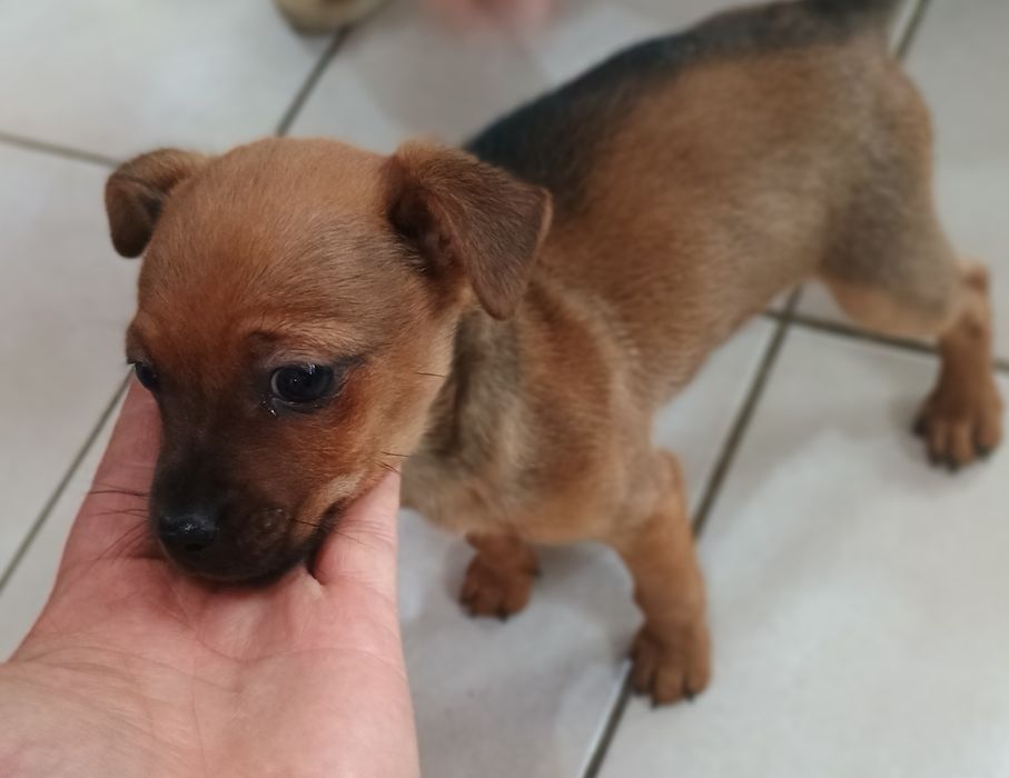 Продавам Мъжки Пинчер с ваксина и паспорт