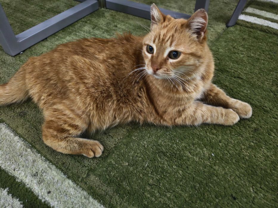 Домашна котка за осиновяване